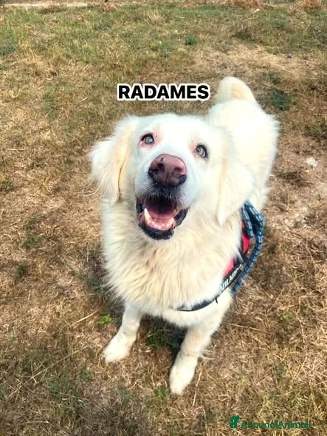 Meticcio cani in regalo: 5 cuccioli da salvare  - Annuncio 1