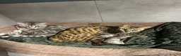 Savannah gatti in vendita: Splendidi cuccioli di gatto Savannah – 4 mesi  - Annuncio 33