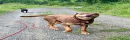Meticcio cani in regalo: Everel: 12 anni, equilibrato e socievole  - Annuncio 6