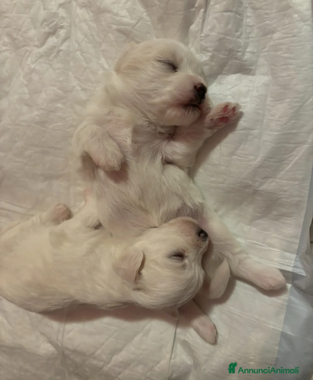 Maltese cani in vendita: Cucciolo maltese  a Ente di decentramento regionale di Udine - Annuncio 4