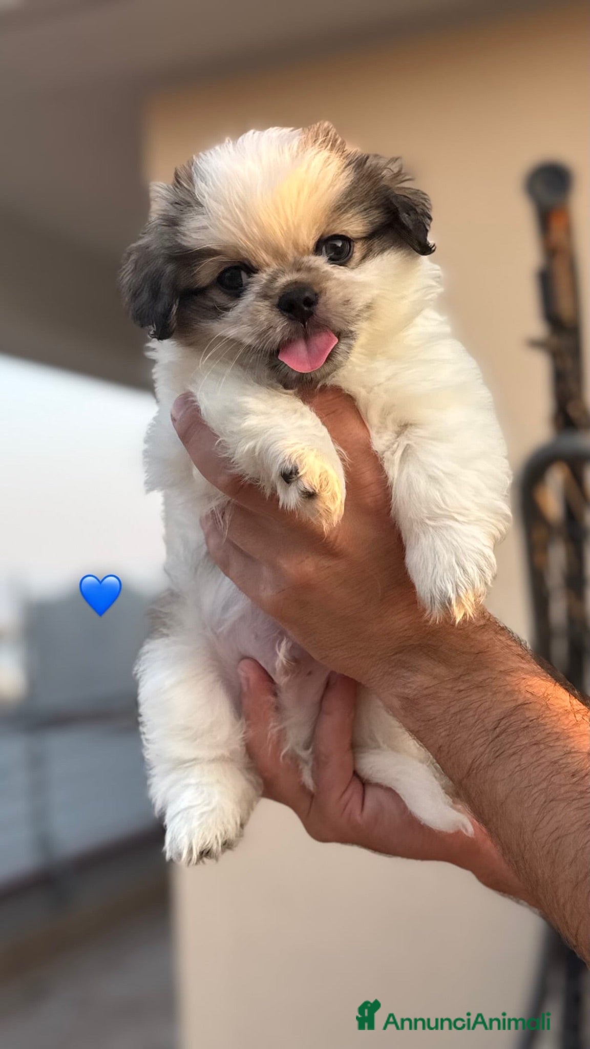 Pechinese cani Cuccioli pechinese  - Annuncio 26