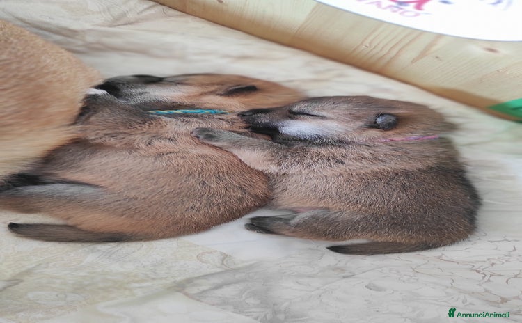 Shiba Inu cani - Annuncio 1