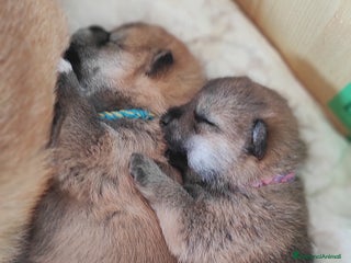 Shiba Inu cani in vendita: Cuccioli di Shiba Inu con genitori testati - Annuncio 1