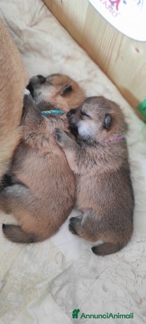 Shiba Inu cani Cuccioli di Shiba Inu con genitori testati - Annuncio 2