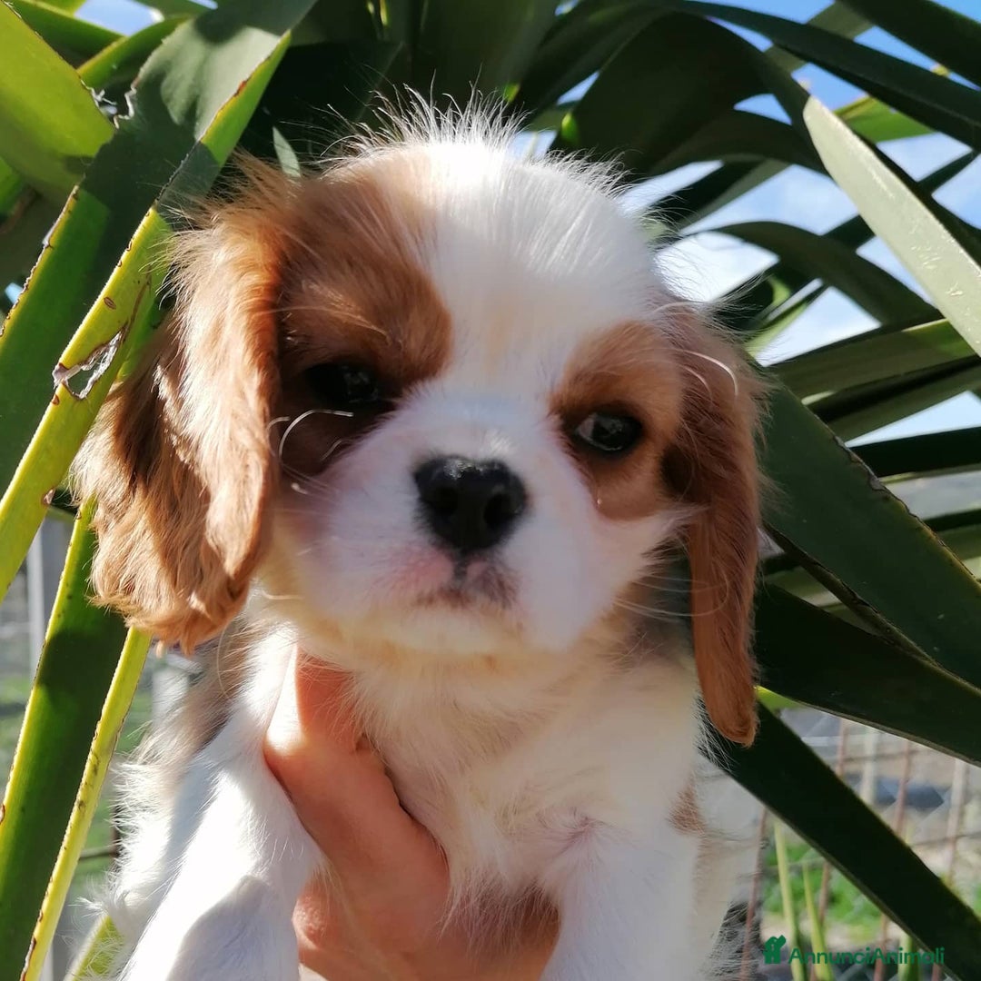 Immagine della galleria {{count}}