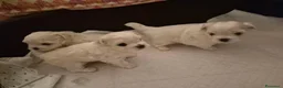 Maltese cani in vendita: Cuccioli di maltese  a Provincia di Macerata - Annuncio 9