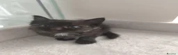Siberiano gatti in vendita: Cuccioli di siberiano  - Annuncio 4