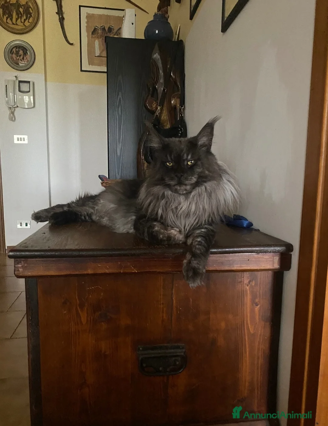 Maine Coon gatti in vendita: Maine coon femmine - Annuncio 11