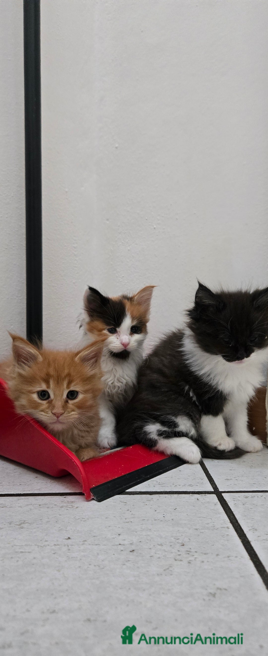 Maine Coon gatti in vendita: Maine coon maschietto Red pedigree Afef  - Annuncio 6