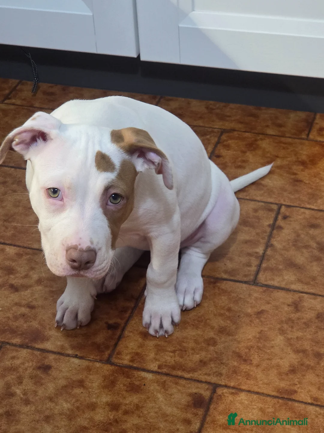 Pitbull cani in vendita: Pitbull Red nose - Annuncio 2