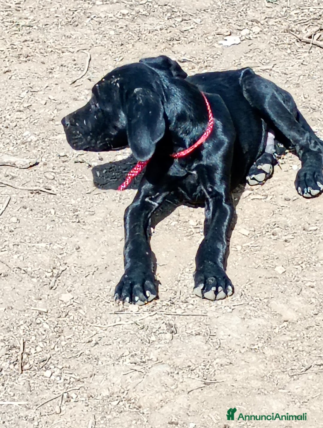 Cane Corso cani in vendita: Cuccioli di cane corso  - Annuncio 5