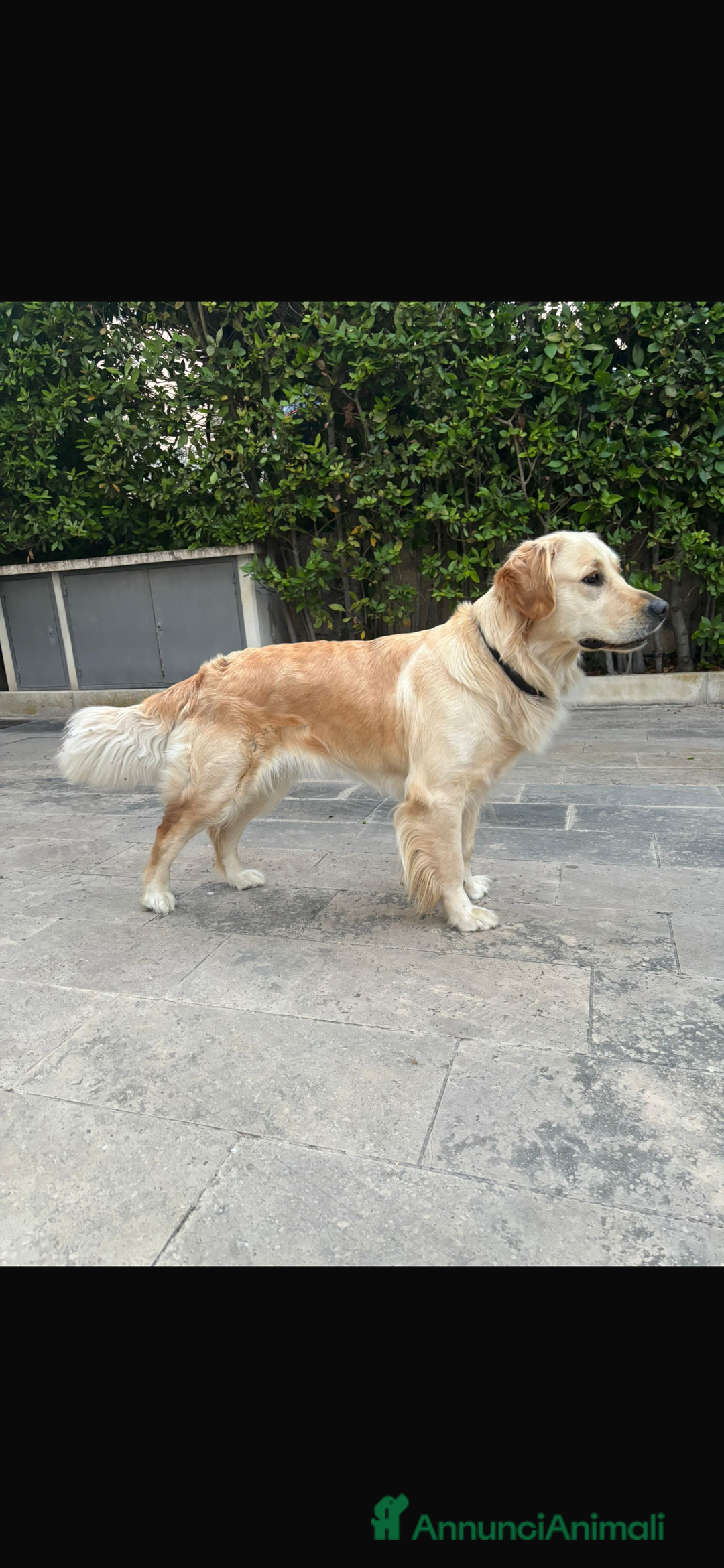 Golden Retriever cani in vendita: 🐾 CUCCIOLI DI GOLDEN RETRIEVER - Annuncio 6