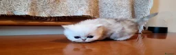 Persiano gatti in vendita: Persiano chincillà - Annuncio 5