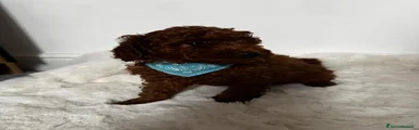 Barboncino Toy Cucciolo 3
