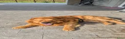 Golden Retriever cani per accoppiamento: Golden retriever per accoppiamento - Annuncio 6