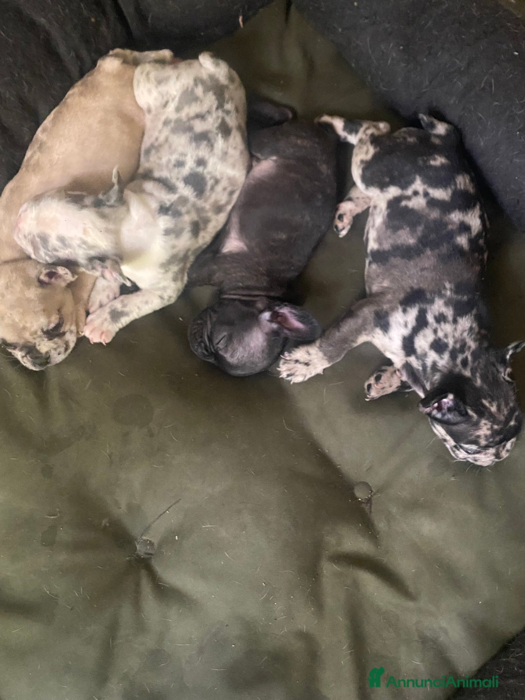 Bandog cani in vendita: Cuccioli di bulldog francese  a Città metropolitana di Milano - Immagine 2