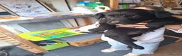 Meticcio cani in regalo: Cuccioli di Borador  - Annuncio 3