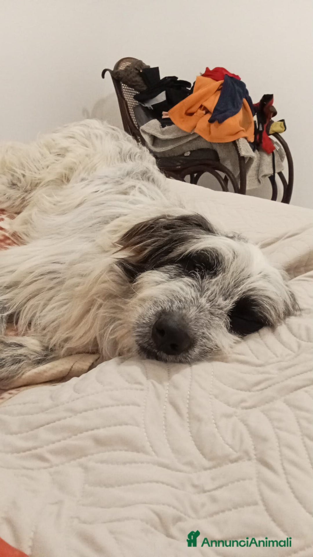 Meticcio cani in regalo: Meticcio in regalo  - Annuncio 8