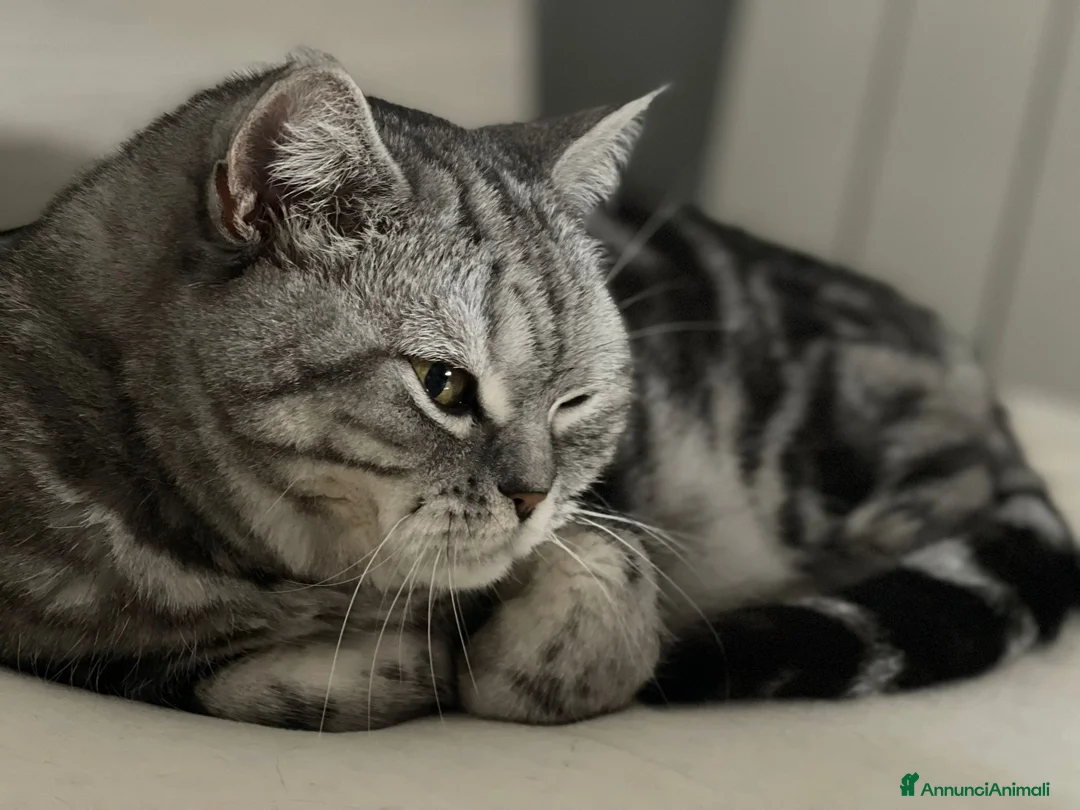 Meticcio gatti in regalo: REGALO 2 Gatte soriane a Provincia di Brescia - Annuncio 3