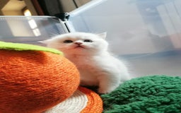 British gatti in vendita: British shortair  - Immagine 6