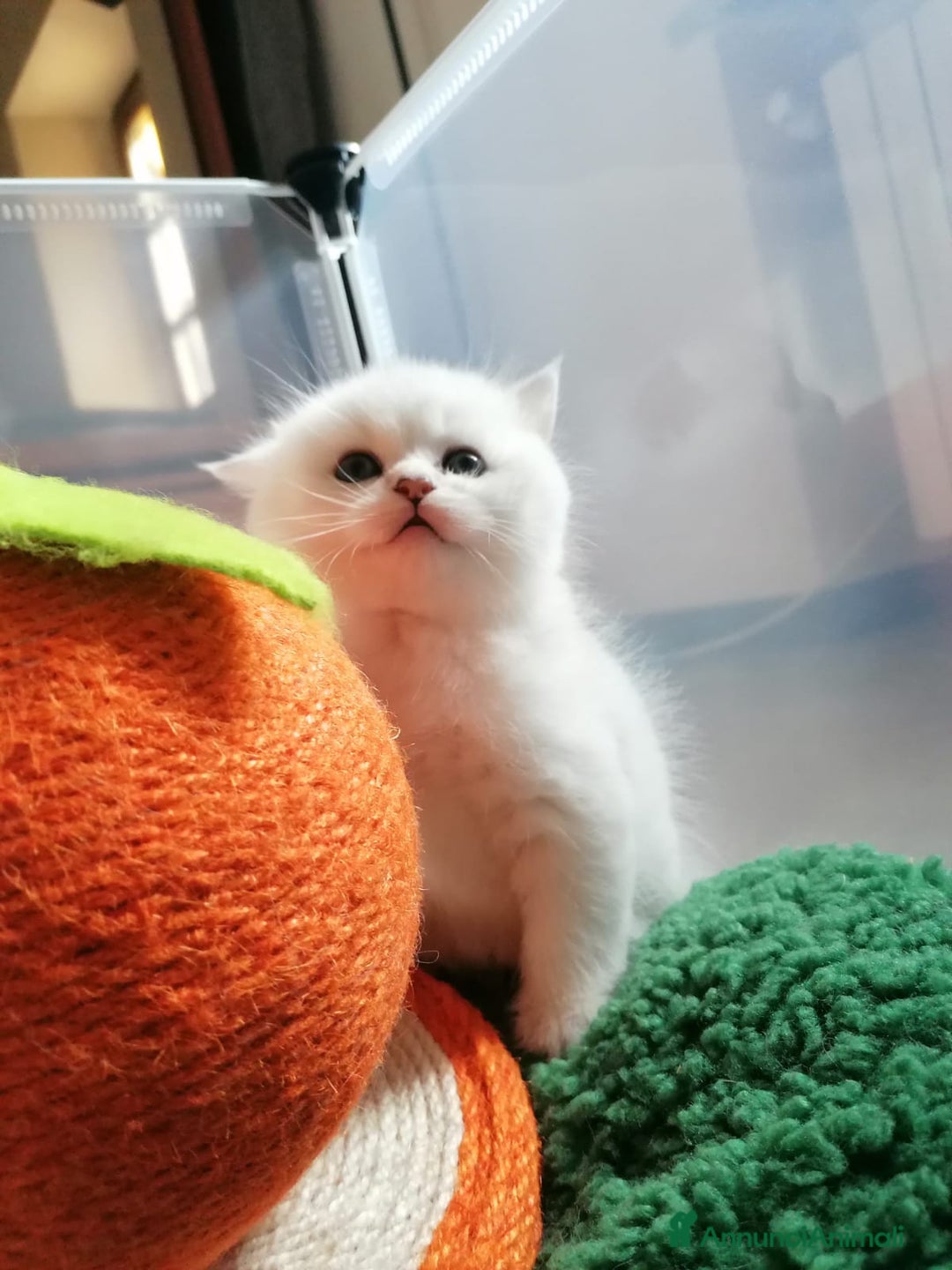 British gatti in vendita: British shortair  - Annuncio 6