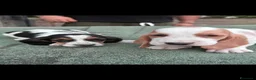 Bassethound cani in vendita: basset hound  a Provincia di Avellino - Annuncio 4