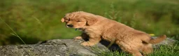 Golden Retriever cani in vendita: Allevamento professionale  cucciolata inglese - Annuncio 19