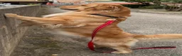 Golden Retriever cani in vendita:  alta genealogia 5 stelle" - Annuncio 3