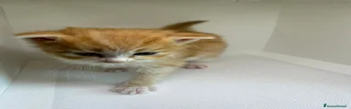 Siberiano 3