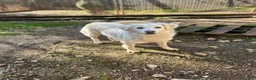 Meticcio cani in regalo: Bijoux e Tobia fratelli bravi e inseparabili - Annuncio 6