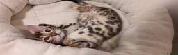 Bengala gatti in vendita: Splendidi cuccioli di bengala  - Annuncio 7