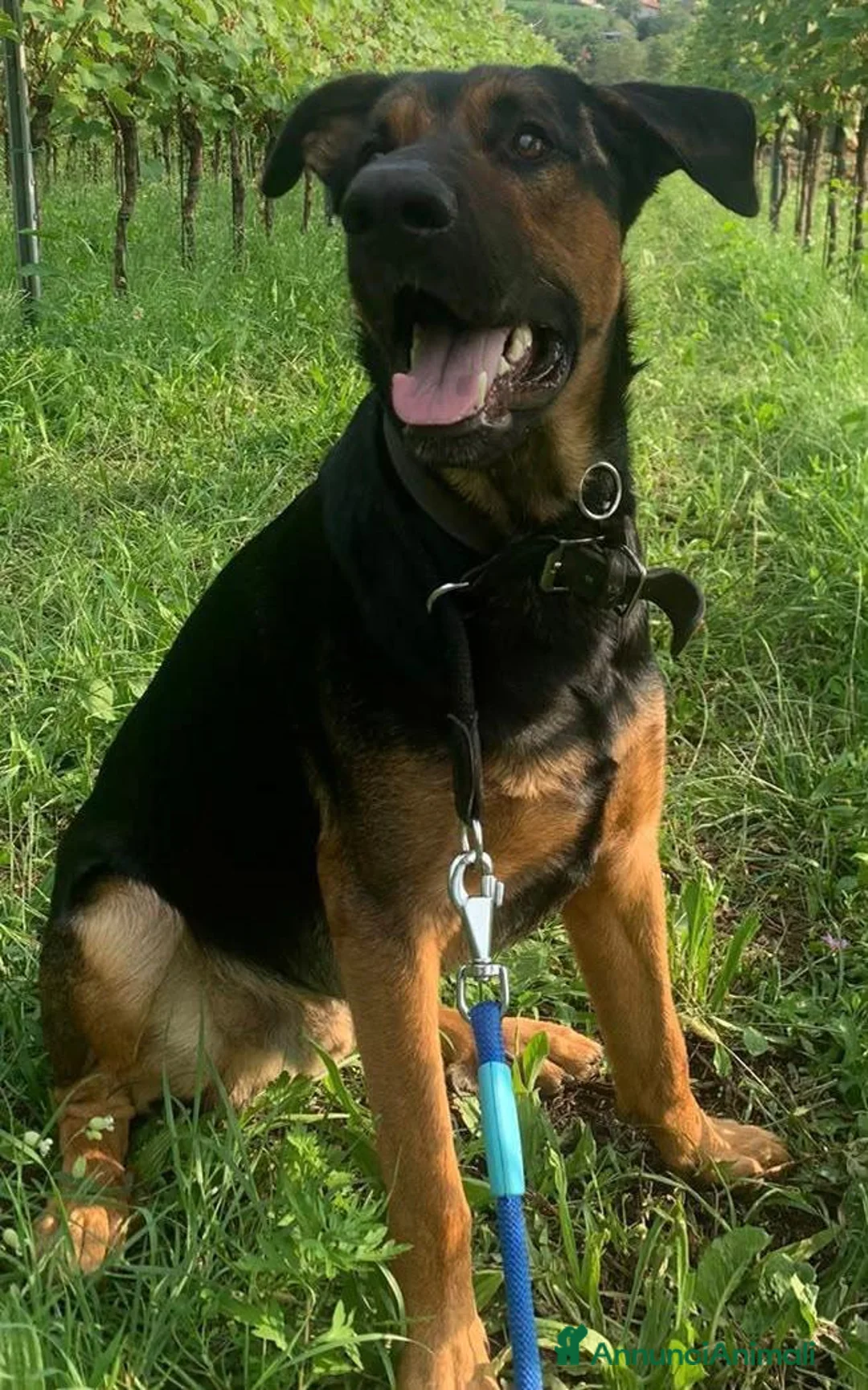 Meticcio cani in regalo: Lappo a Provincia di Vicenza - Annuncio 2