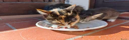Europeo gatti in regalo: GRIGINO E NERISSIMO - Annuncio 7