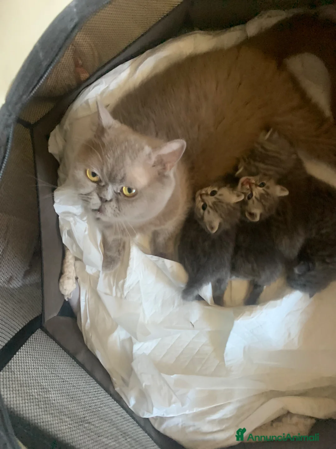 British gatti in vendita: British shorthair e longhair - Annuncio 2