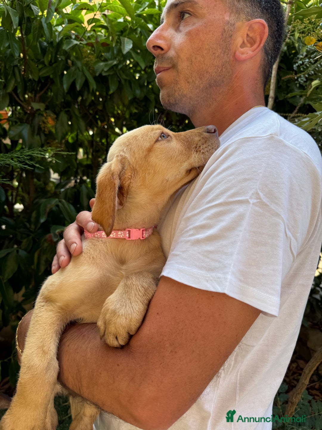 Labrador cani in vendita: Labrador miele  - Immagine 10