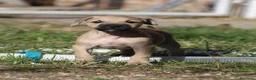 Pitbull cani in vendita: Cuccioli Pit Bull con Pedigree anche a rate - Annuncio 35