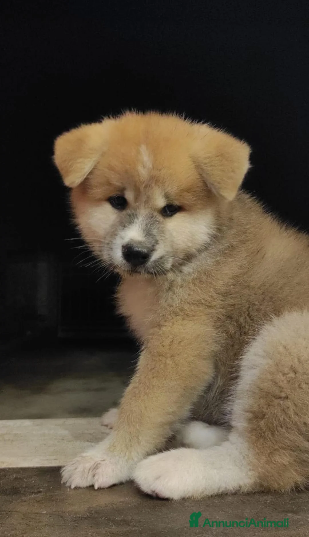 Akita Inu cani in vendita: UN AKITA INU PER NATALE  a Provincia di Vicenza - Annuncio 7