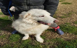 Pastore Maremmano cani in regalo: BATUFFOLOSO RUSSEL, ADOZIONE DEL CUORE a Provincia di Latina - Immagine 8