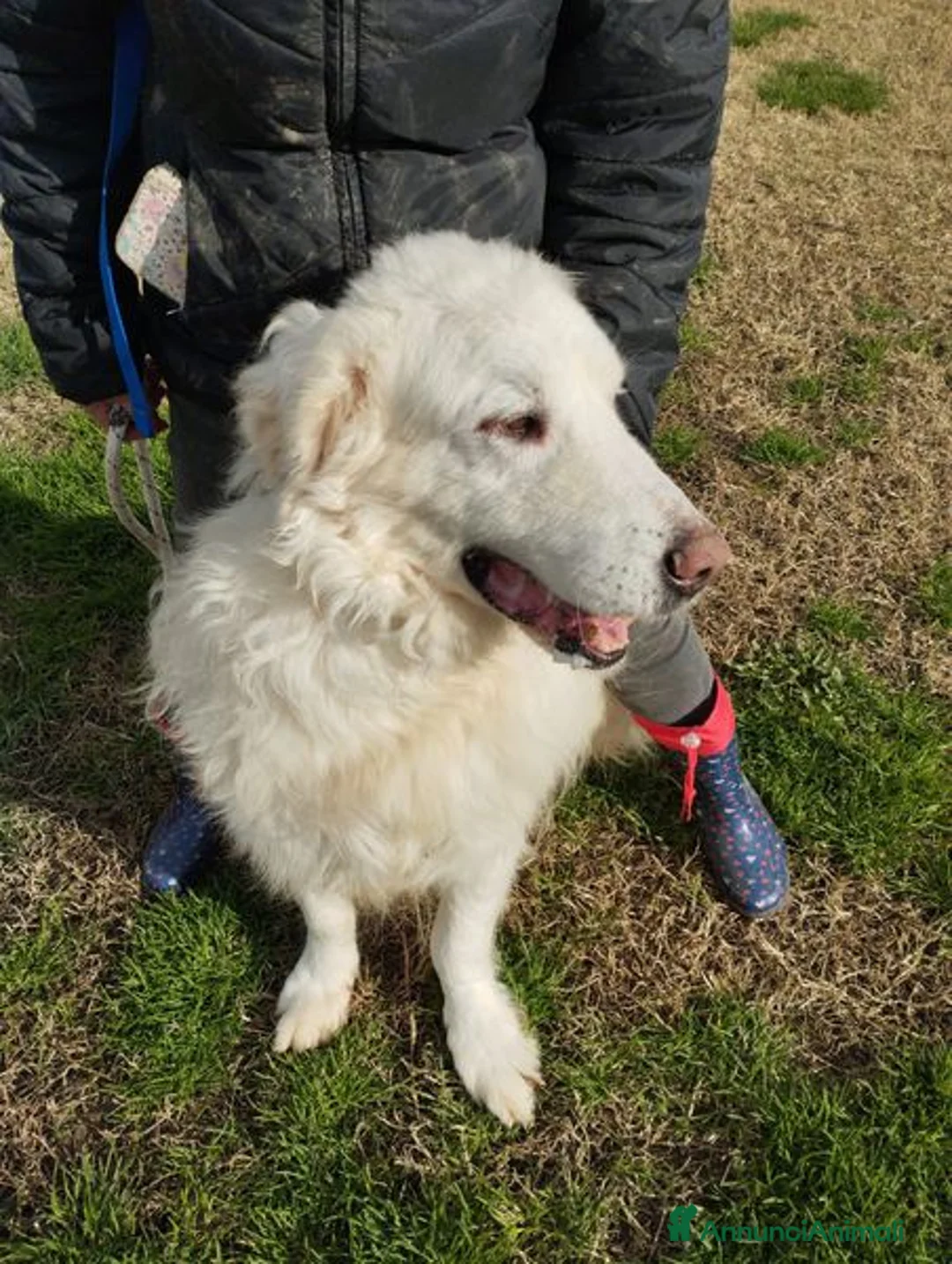 Pastore Maremmano cani in regalo: BATUFFOLOSO RUSSEL, ADOZIONE DEL CUORE a Provincia di Latina - Annuncio 8