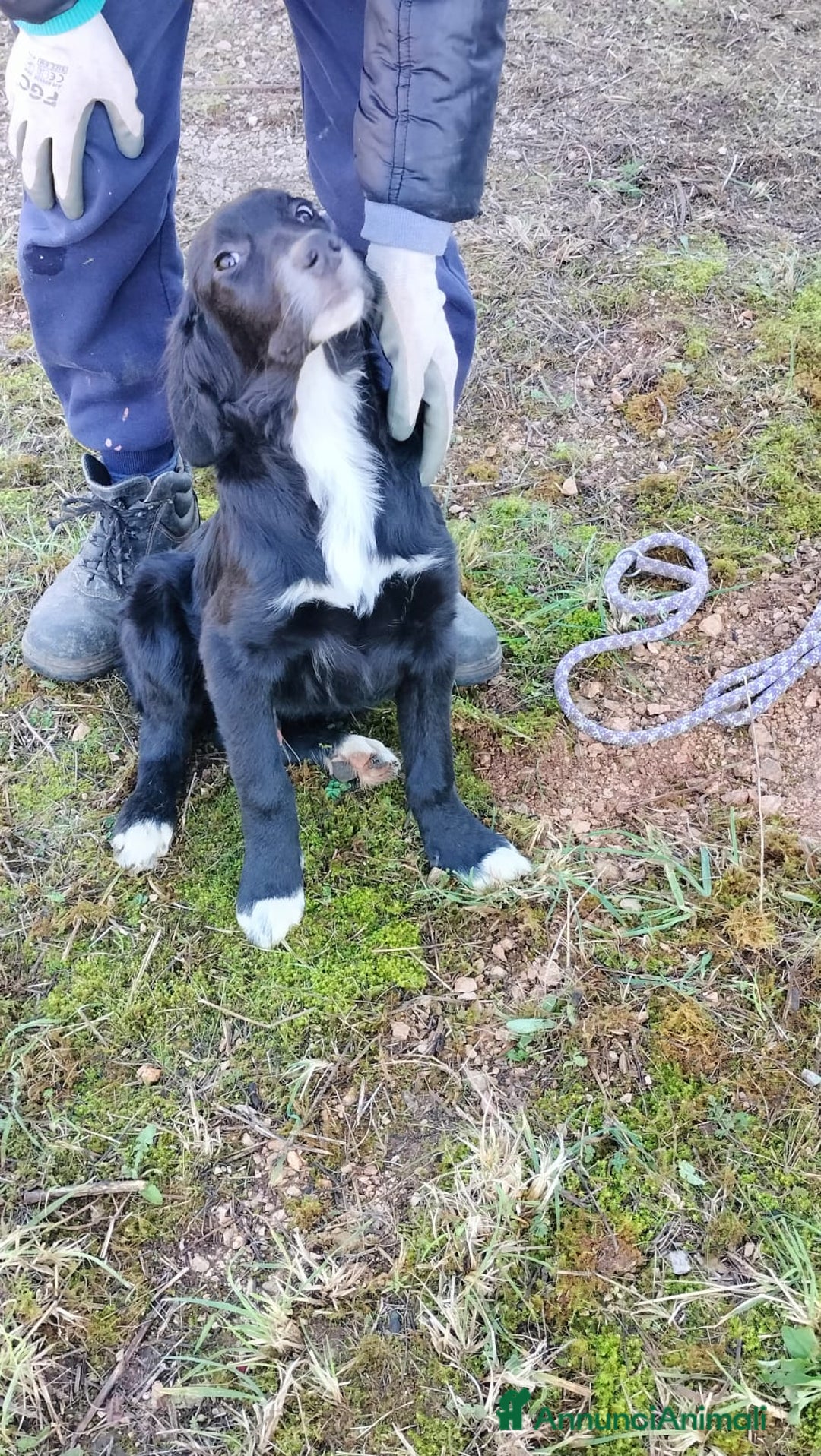 Meticcio cani in regalo: GHALI - Annuncio 8
