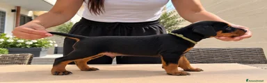 Pinscher Miniatura MYLO
