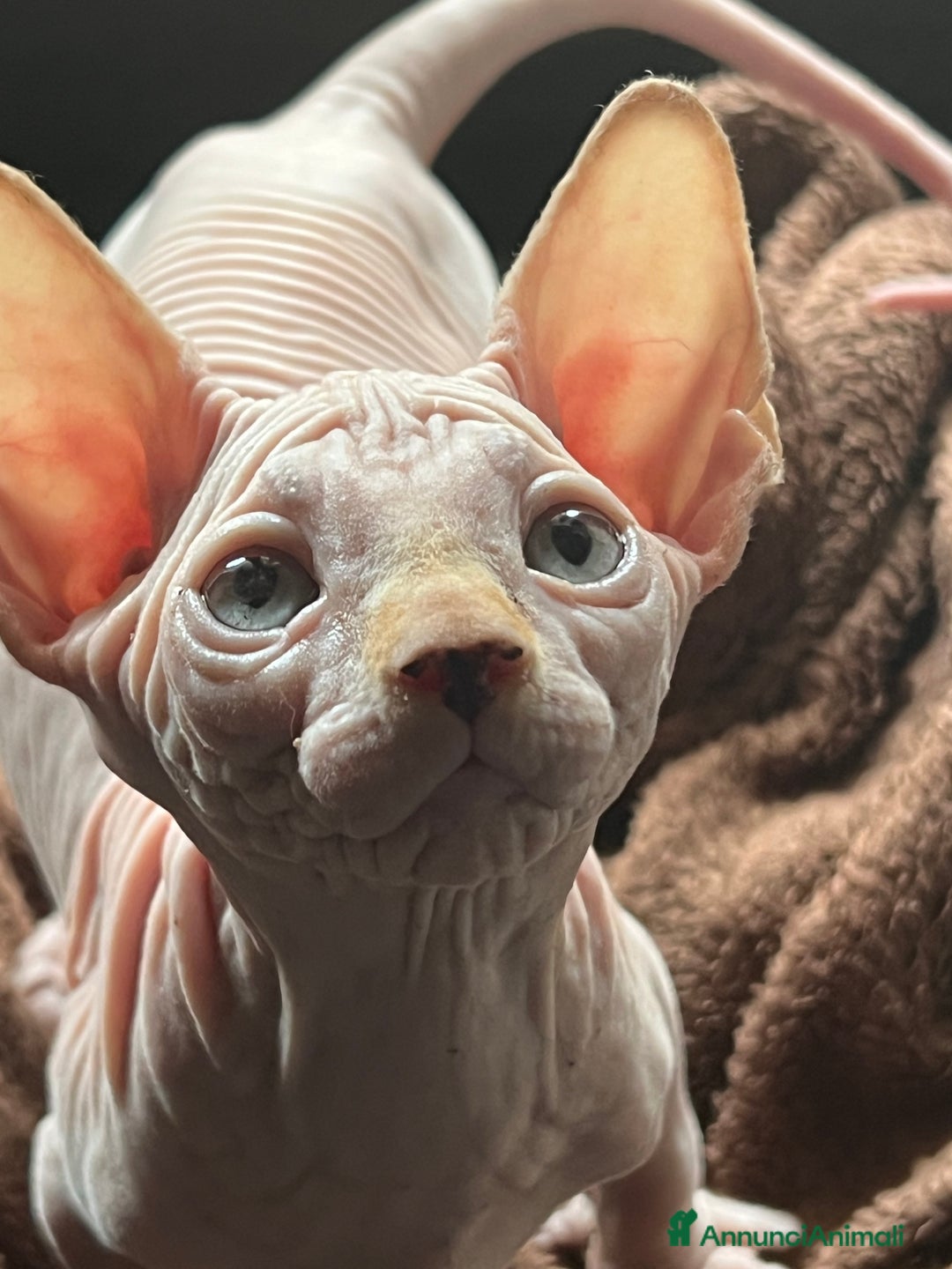 Sphynx gatti in vendita: Sphynx  a Città metropolitana di Roma Capitale - Annuncio 6