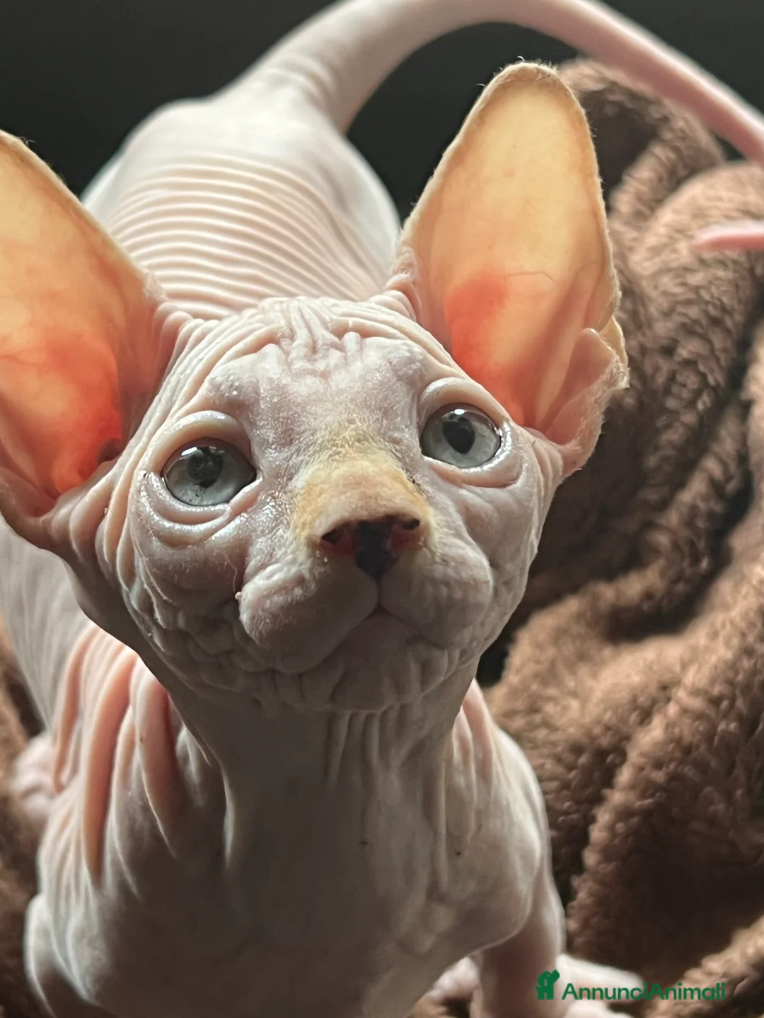 Sphynx gatti in vendita: Sphynx  a Città metropolitana di Roma Capitale - Annuncio 6