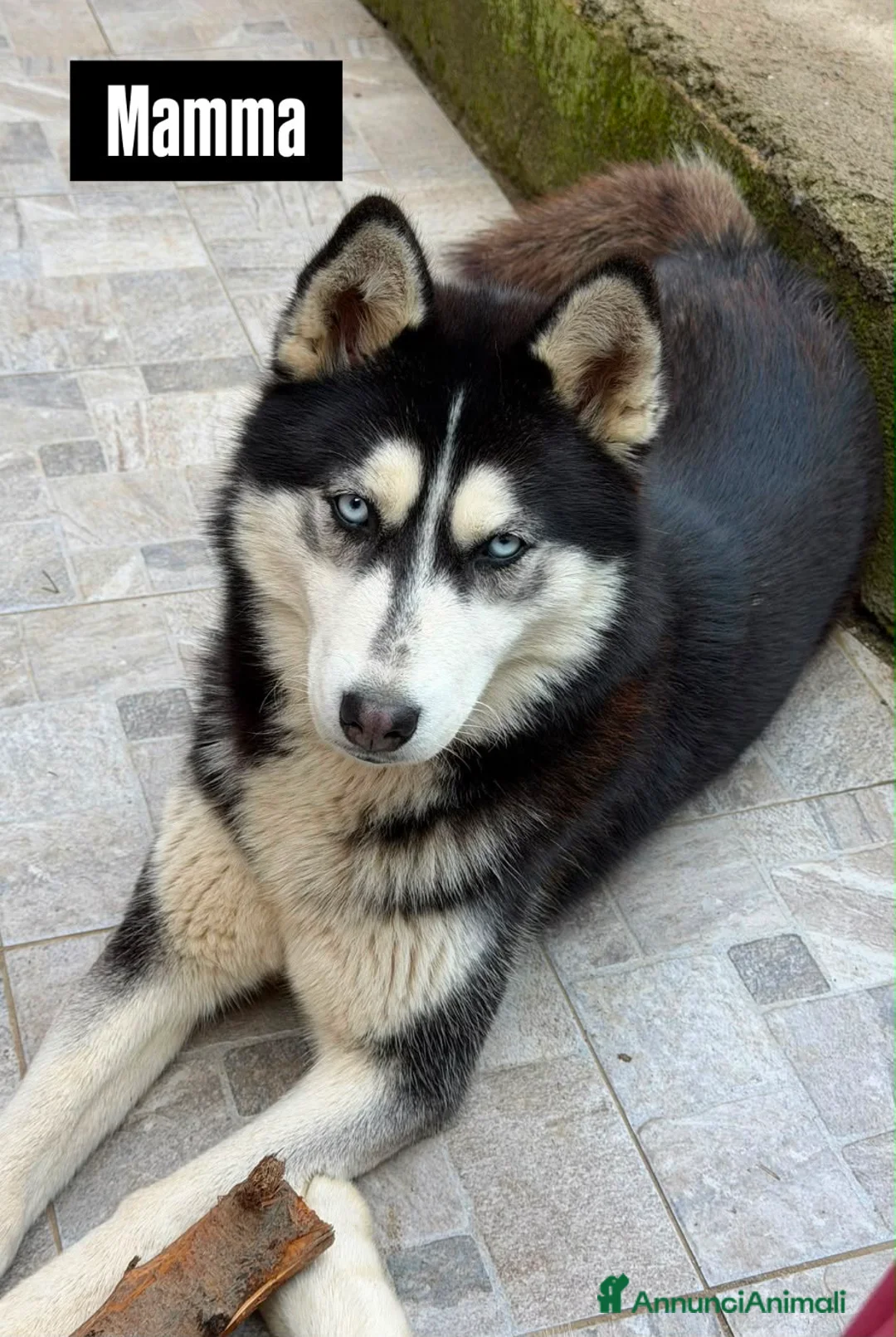 Husky cani in vendita: Cuccioli Husky  - Annuncio 2