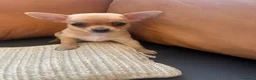 Chihuahua cani in vendita: Splendidi cuccioli di Chihuahua - Annuncio 16