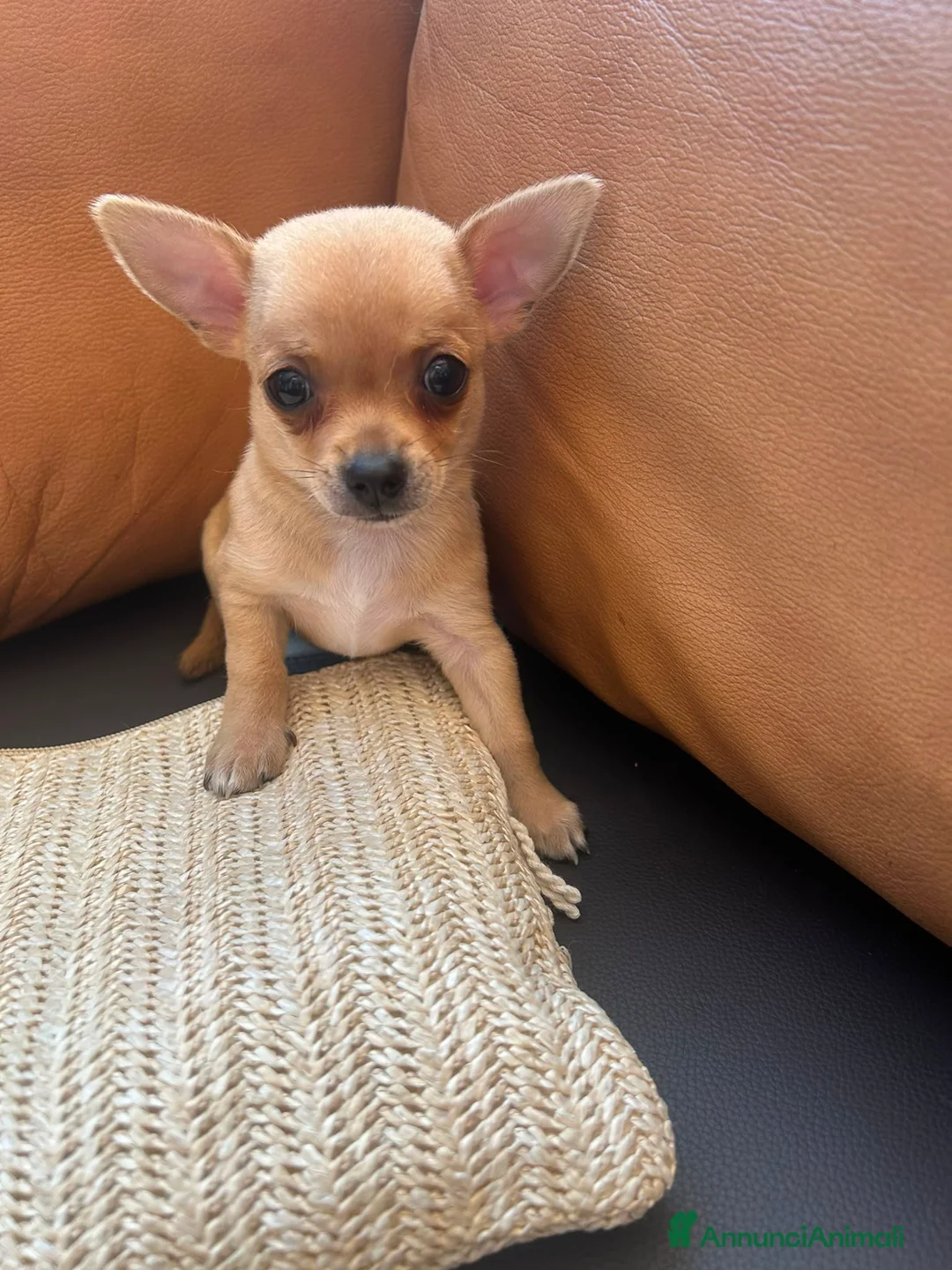 Chihuahua cani in vendita: Splendidi cuccioli di Chihuahua - Annuncio 16