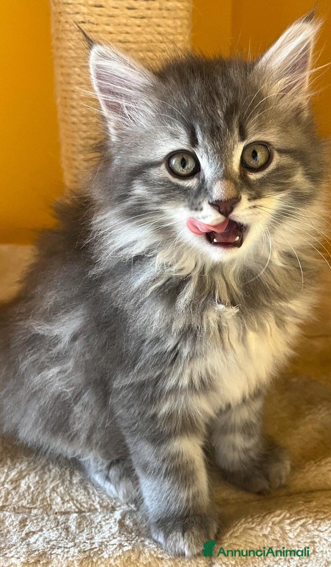 Siberiano gatti in vendita: Bellissimi Gattini siberiani e Neva masquerade. a Città Metropolitana di Genova - Immagine 3