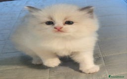 Siberiano gatti in vendita: gattini molto dociliballevati in famiglia a Provincia di Forlì-Cesena - Immagine 24