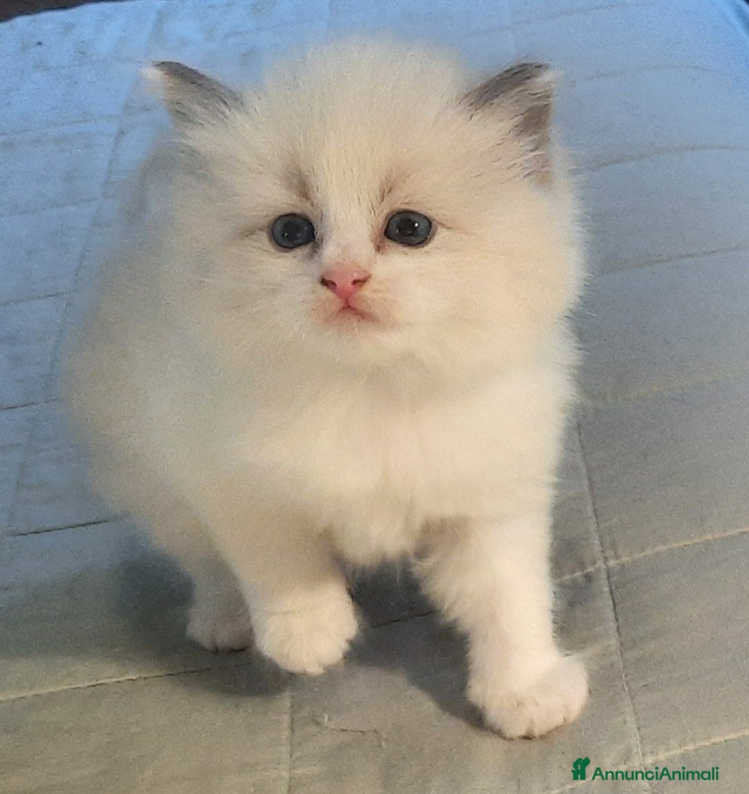 Siberiano gatti in vendita: gattini molto dociliballevati in famiglia a Provincia di Forlì-Cesena - Immagine 24
