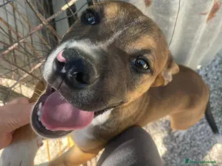 Pitbull cani SIMPATICO E DOLCE CUCCIOLONE - Annuncio 1